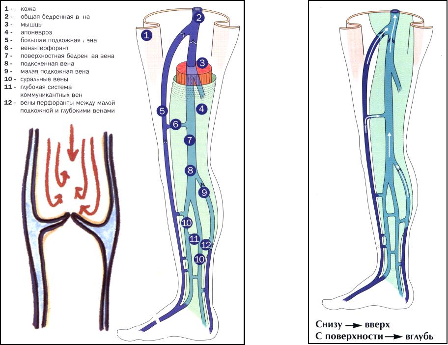 Анатомия вен ноги. Перфорантные вены нижних конечностей анатомия. Суральная Вена нижних конечностей анатомия. Вены нижних конечностей схема. Глубокие вены голени анатомия.